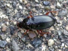 Ground Beetle